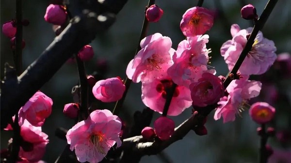 小寒｜雪尽南坡雁北飞，初番花信小寒前